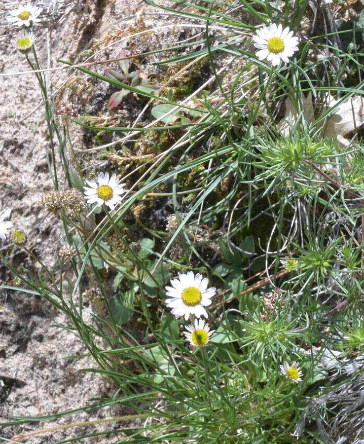Zion Hiking - The Cross-Echo Observation Point, with Flowers!